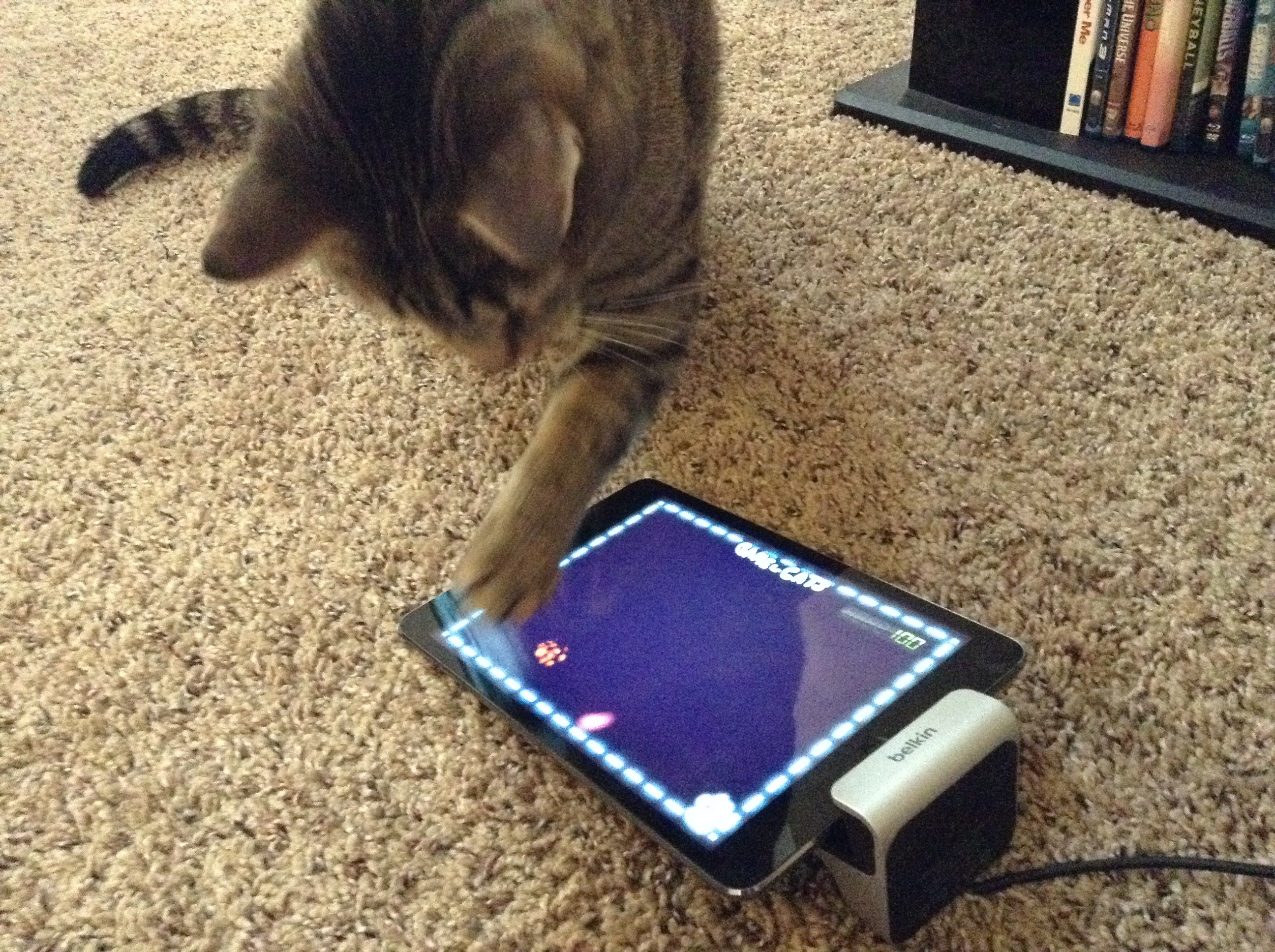 A serious guide to teaching your cat to use an iPad The Daily Dot