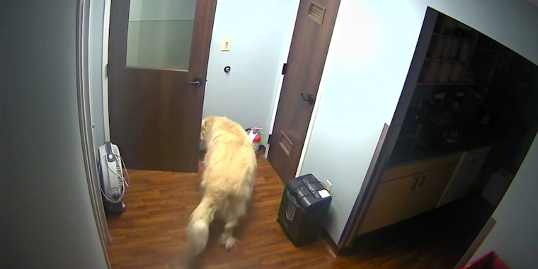 Great Pyrenees escapes hospital
