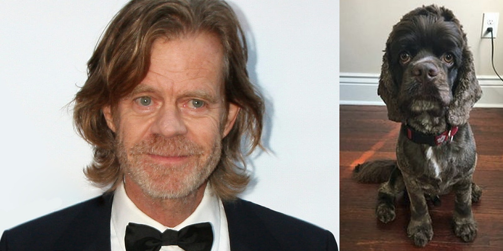 William H Macy and his doppelganger dog
