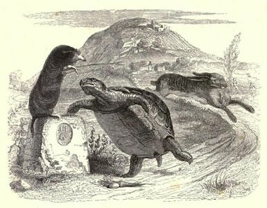 tortoise beats hare