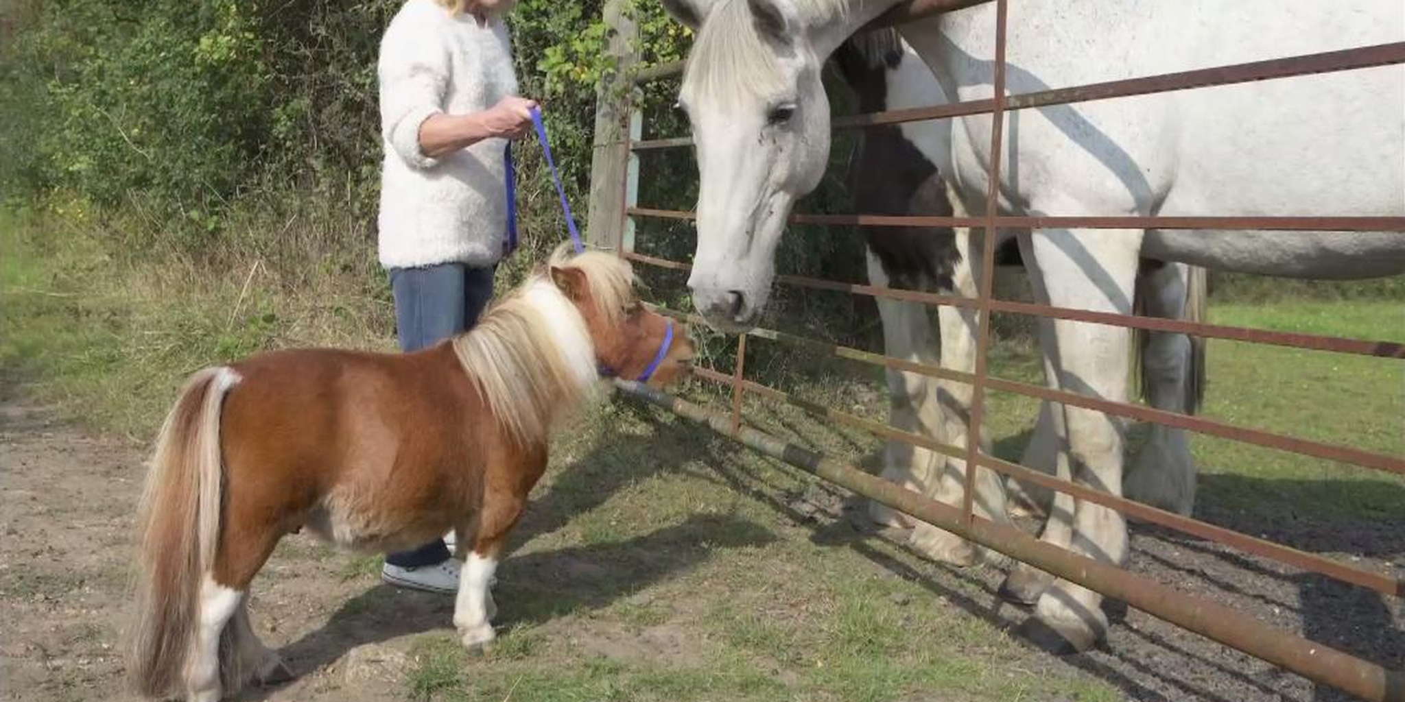 Лошадка пибоди. Мини лошадь. Peabody самая маленькая лошадь. Домашняя лошадь мини. Мини лошадь рост.
