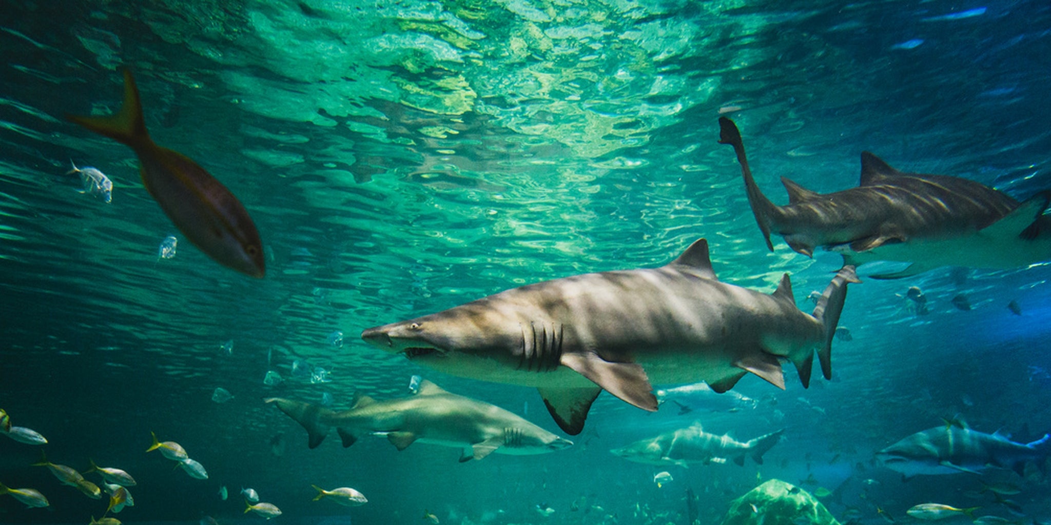 Homepage article image