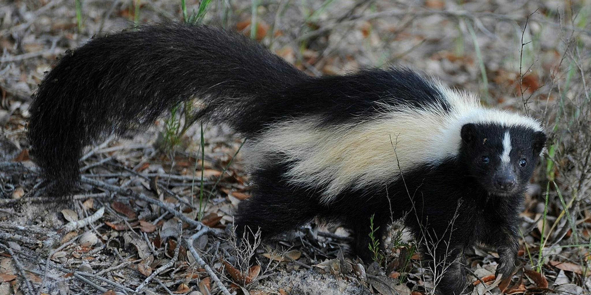 Dad helps a skunk with its head stuck in a yogurt container - The Daily Dot