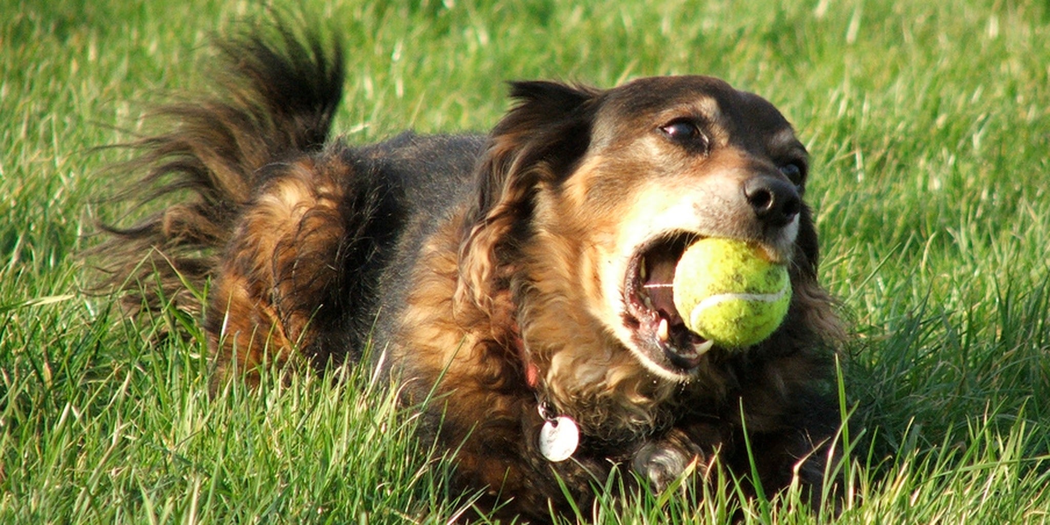 Dogpowered catapults will forever change playing fetch