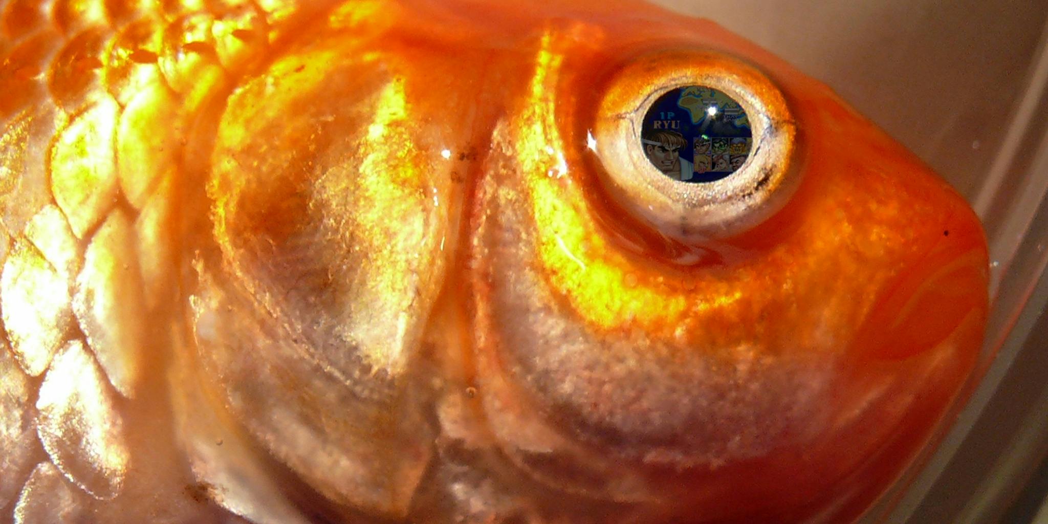 Какие глаза у рыб. Глаз рыбы. Глаза рыбки. Рыбий глаз.