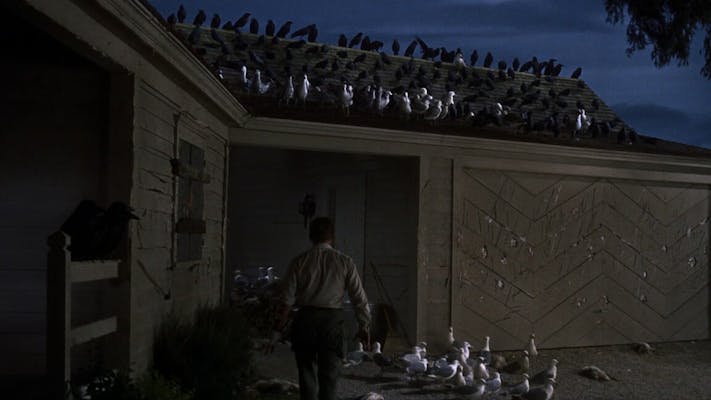 Scariest movies of all time: The Birds