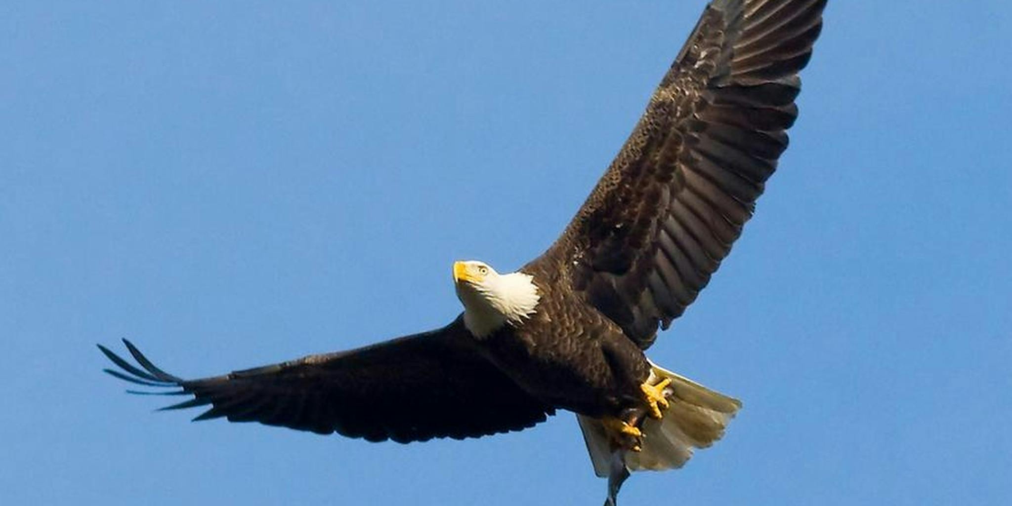 Here's the story behind that iconic image of a bald eagle on a gravestone