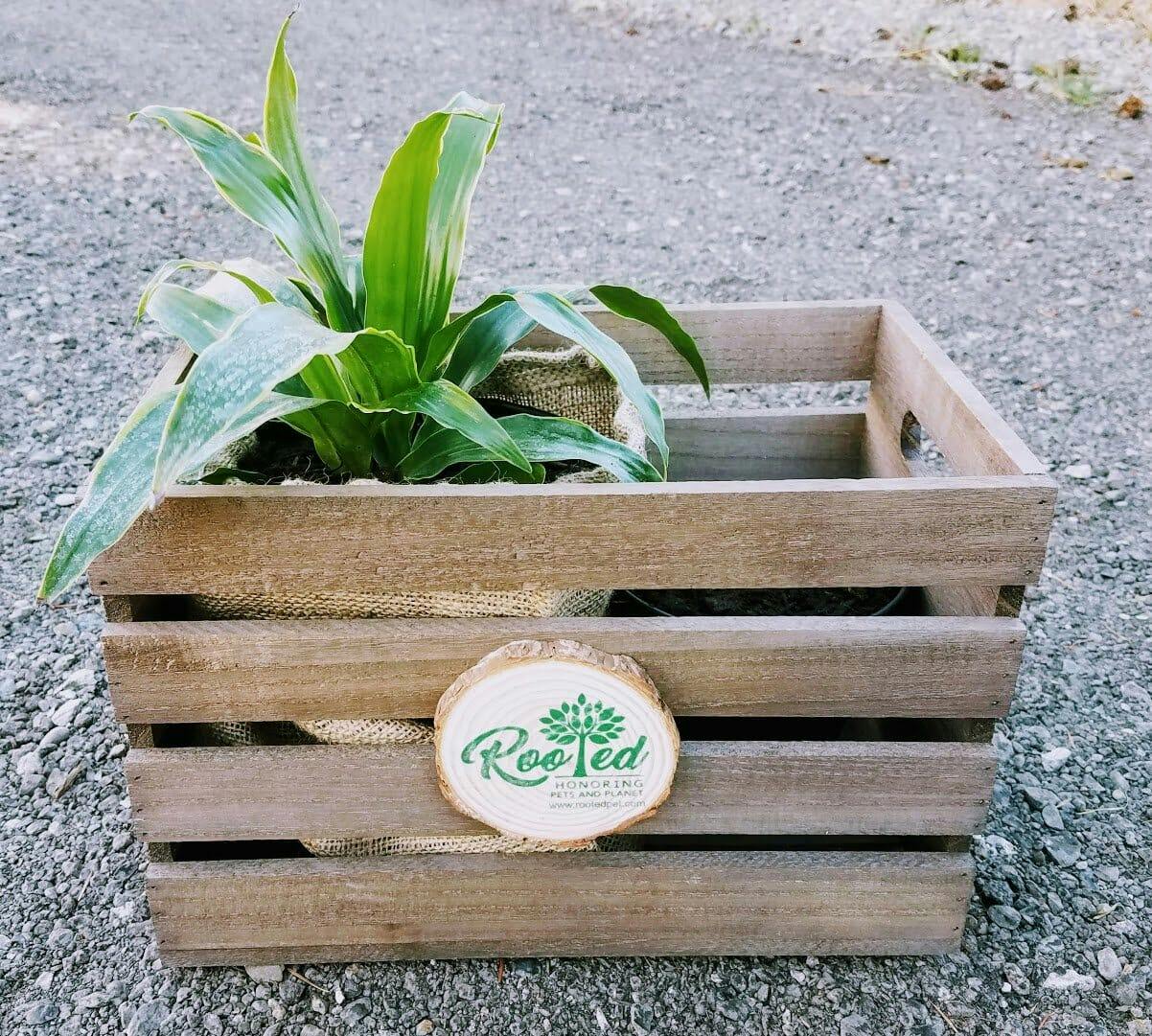 Rooted pet crate