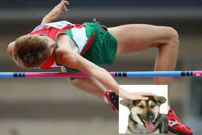 dog petting photoshop pole vault