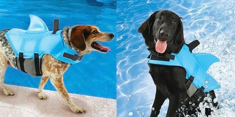 Dogs wearing shark fin swimming jacket