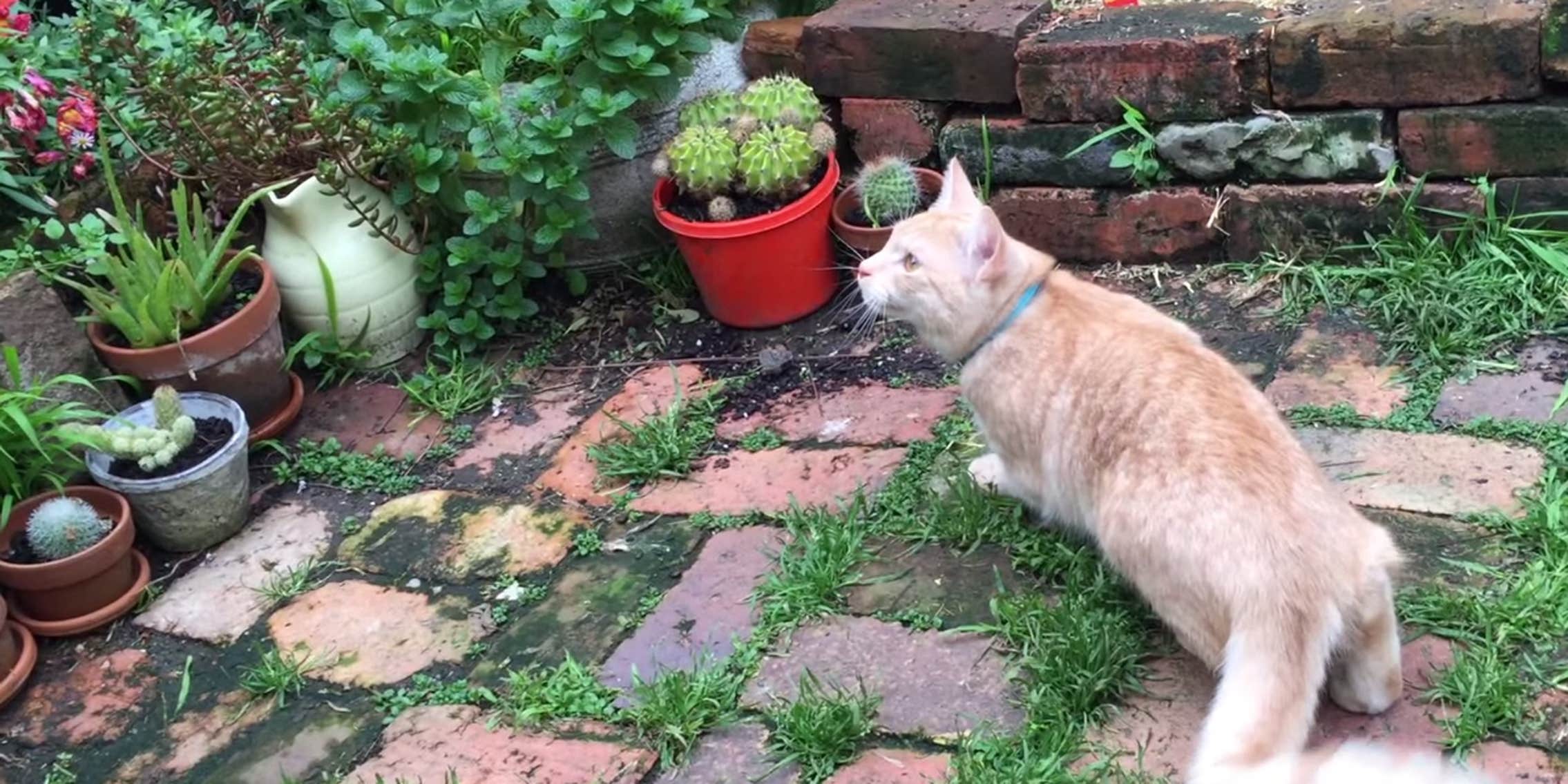 Here's a cat that chirps at birds