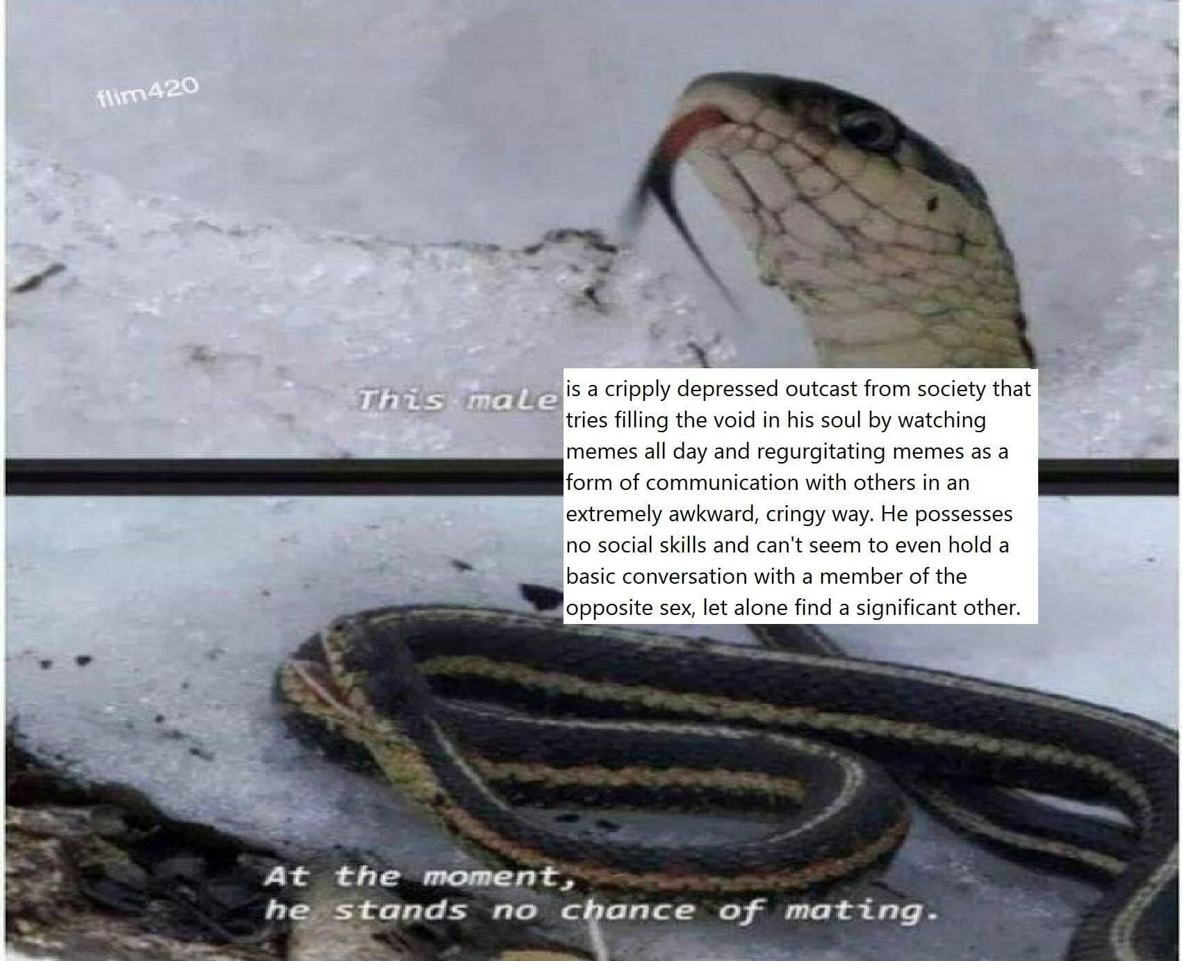 depressed snake mating meme