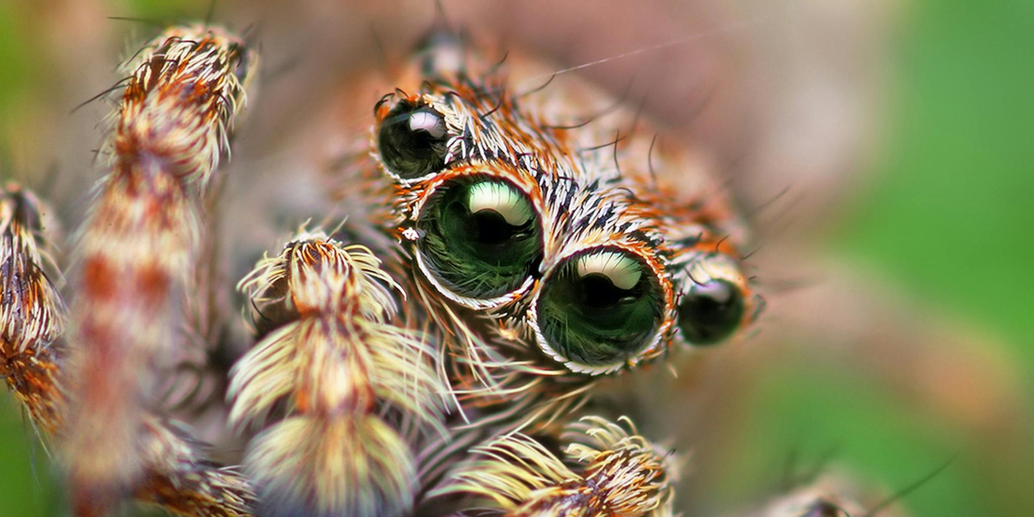 Spiders rain down on Australian town 