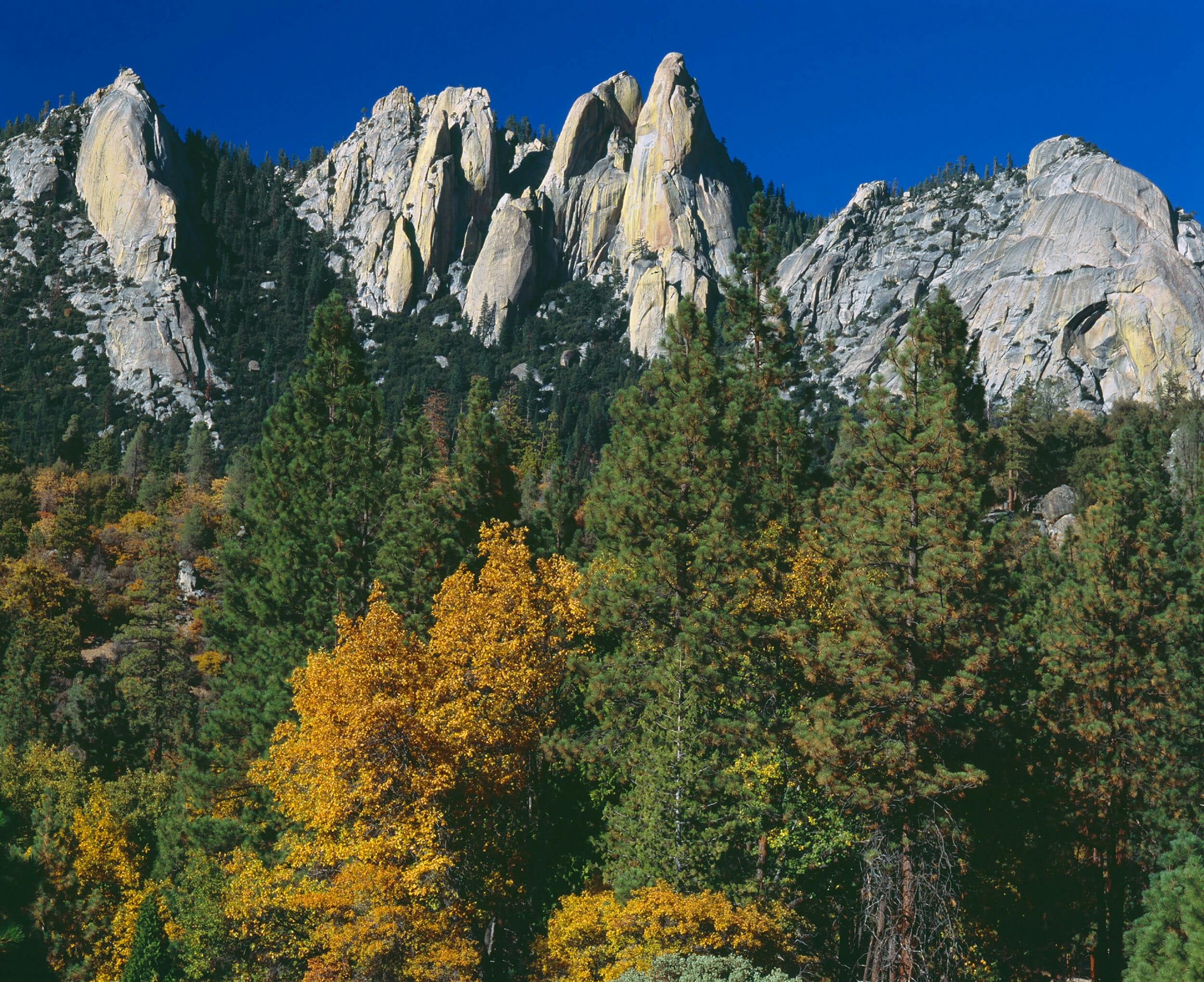 Land Almost Lost: Giant Sequoia