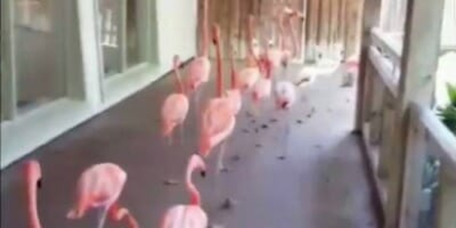 Flamingos Hurricane Irma Busch Gardens