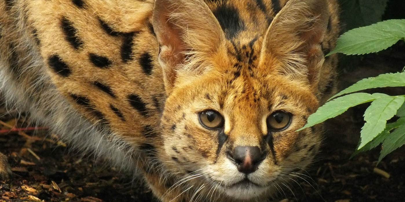 African Cat Spotted In Canada Goes Viral Tragically Killed By Truck african-cat-spotted-in-canada-goes-viral-tragically-killed-by-truck
