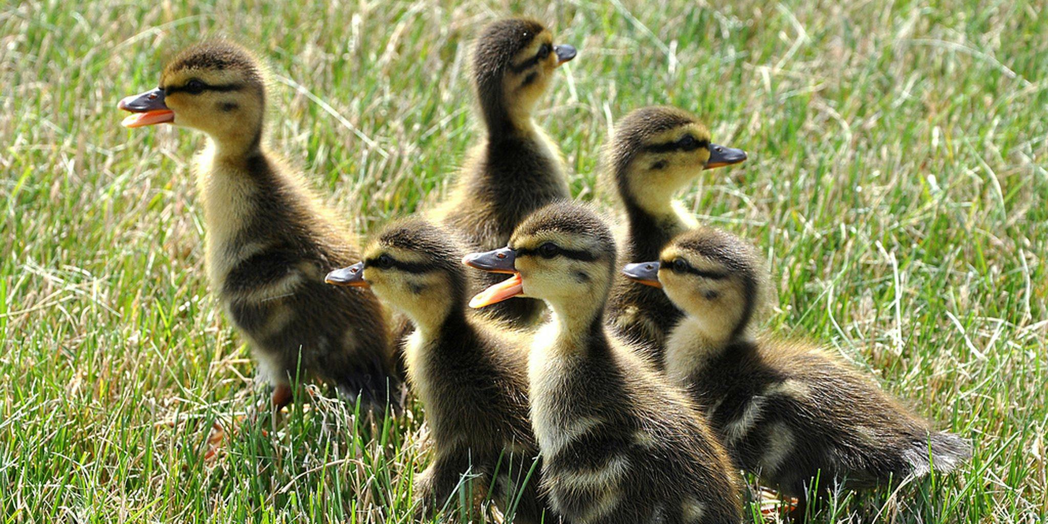 Sassy little duck fights off two cats for food