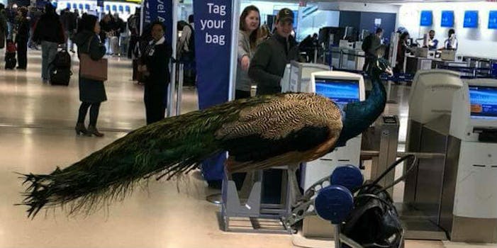 An emotional-support peacock was denied entry on a United Airlines flight.