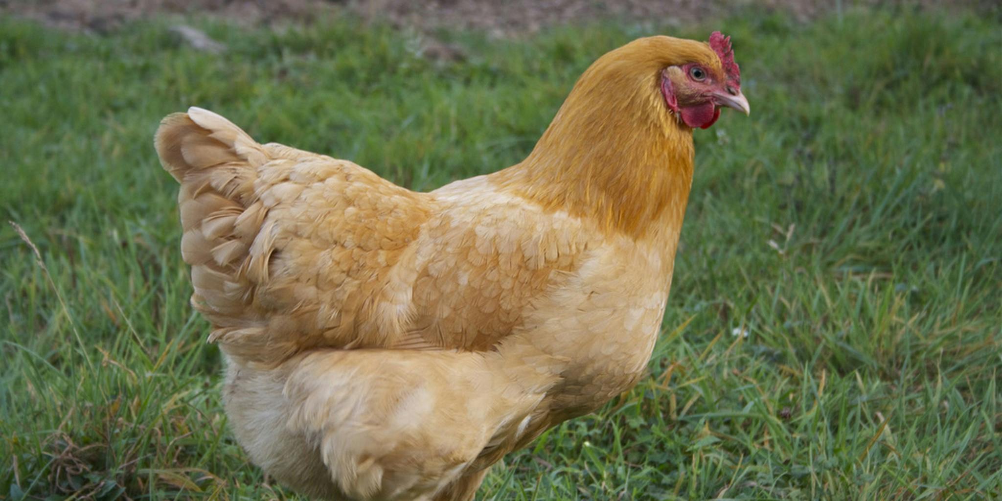 Курица желтого цвета. Нью Гемпшир куры. Куры породы Нью Гемпшир. Орпингтон (порода кур). Куры Орпингтон масса.