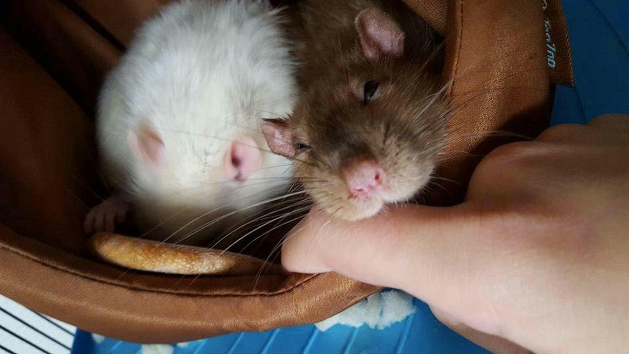 The Rats Are Life Facebook Page Is All You Need In Life