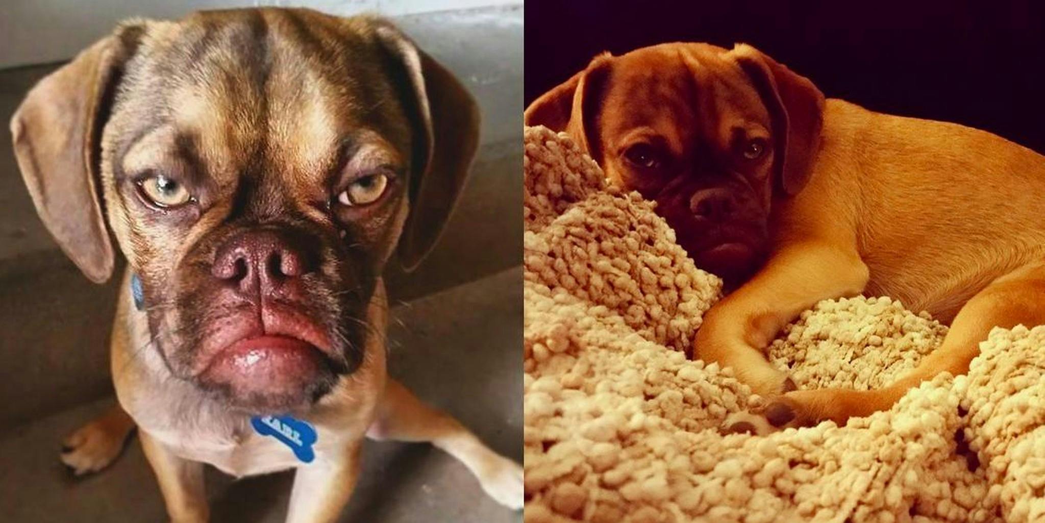 First there was Grumpy Cat. Now there is Grumpy Puppy