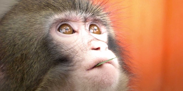 ikea monkey animated gif