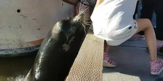 sea lion attacks little girl