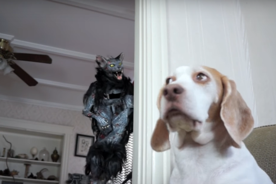 dog vs. zombie cat