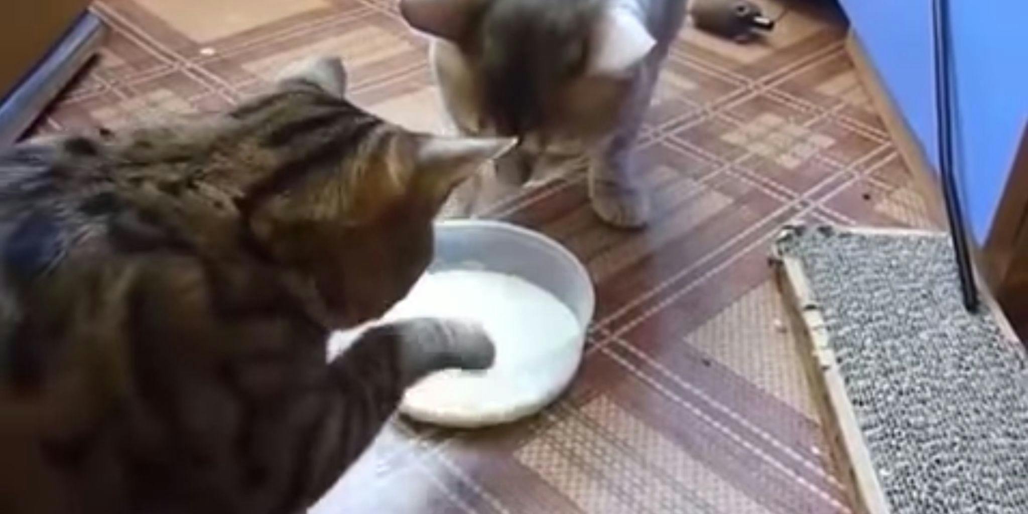 Кошки как справиться. Миска для кота. Коты делят миску. Коту миску дырявить. Вежливый кот.