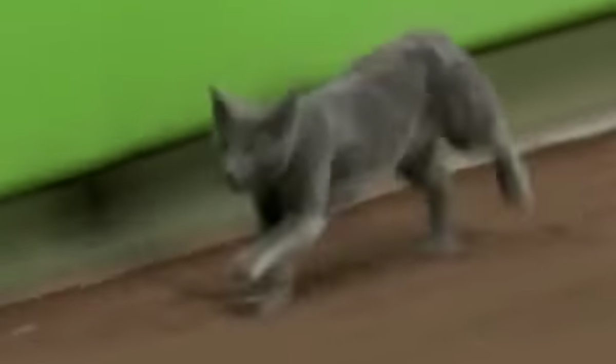 baseball cat: cat shown at marlins game