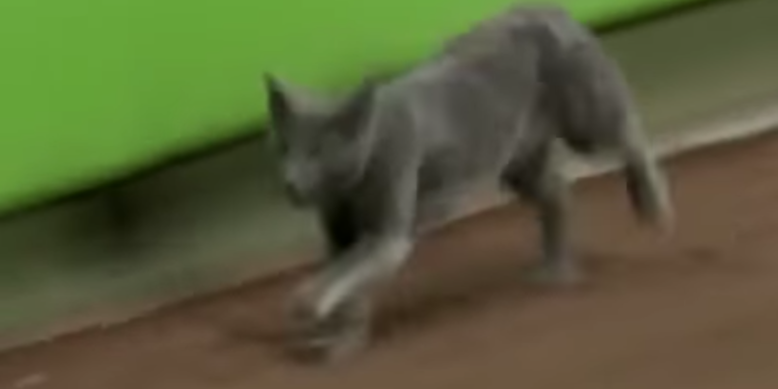 baseball cat: cat shown at marlins game