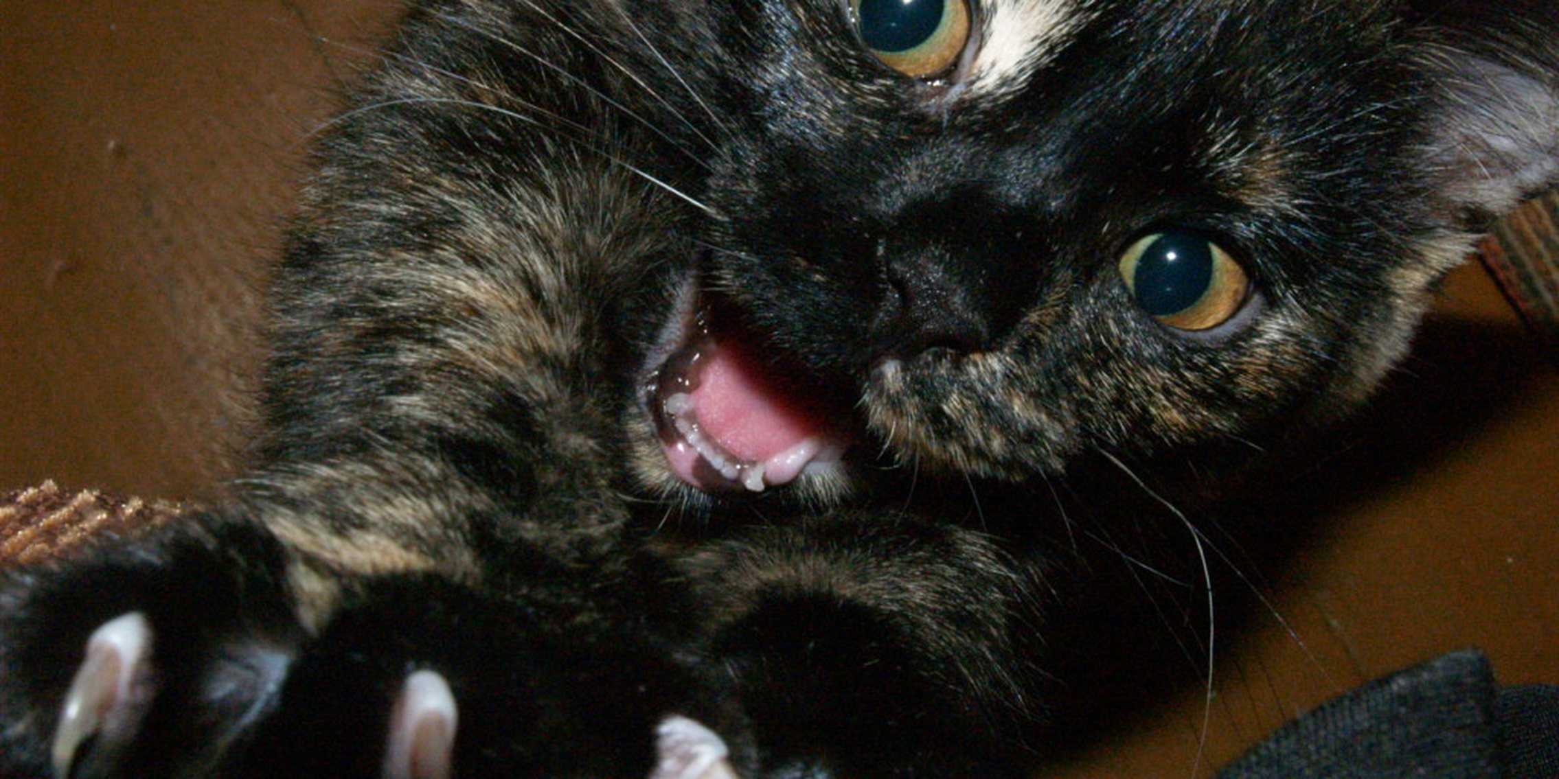 Twitch cat lashes out with horrifying results - The Daily Dot