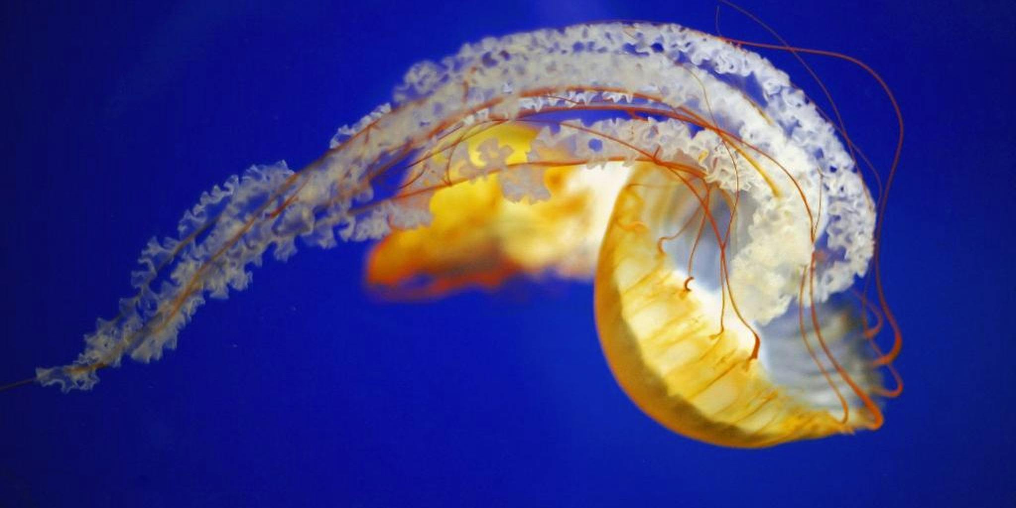 Ocean scavengers have a surprising taste for jellyfish