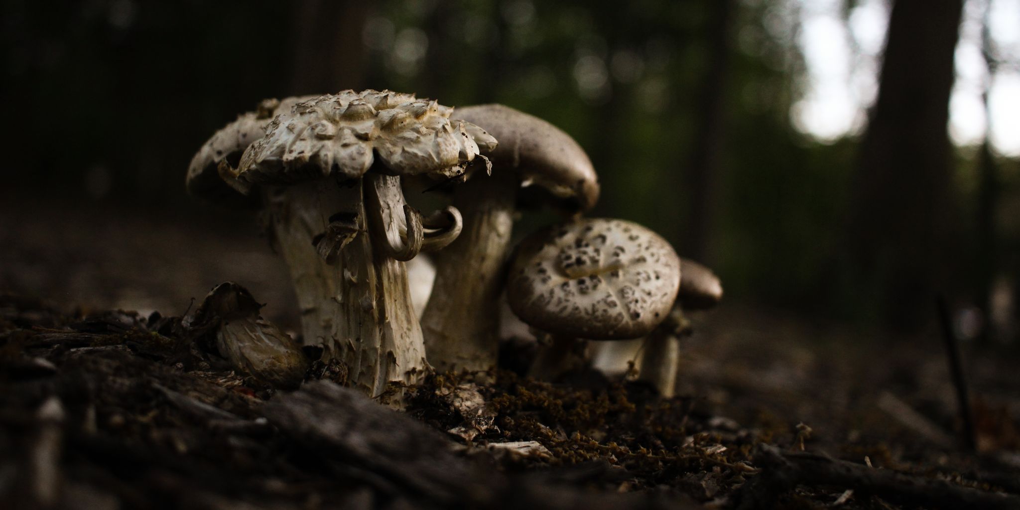 12 Legal Psychedelics That Will Give You A Gnarly Trip