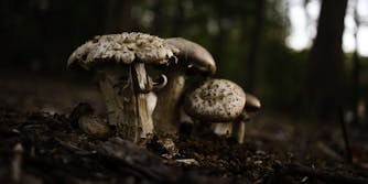 legal psychedelics: mushrooms