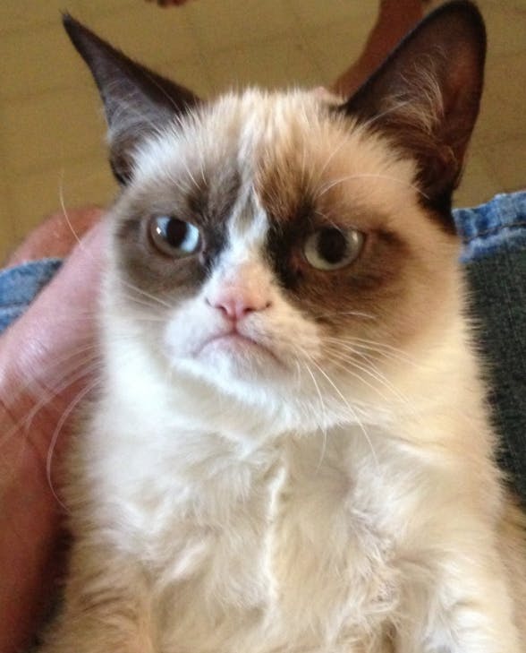 grumpy cat