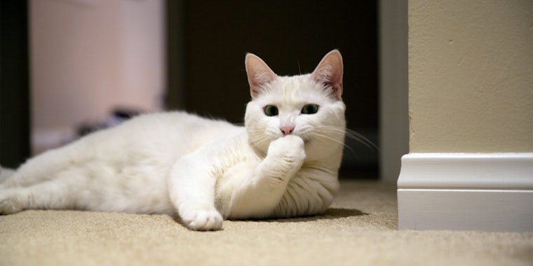 White cat laying on the ground with its hand over its mouth.