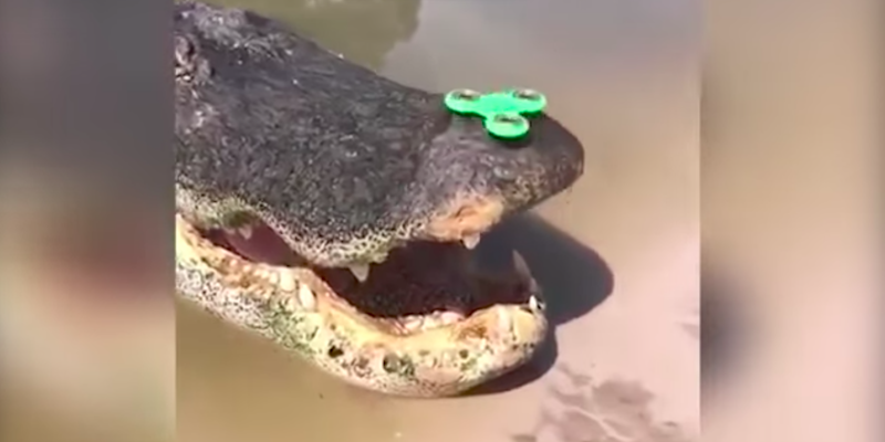 alligator fidget spinner