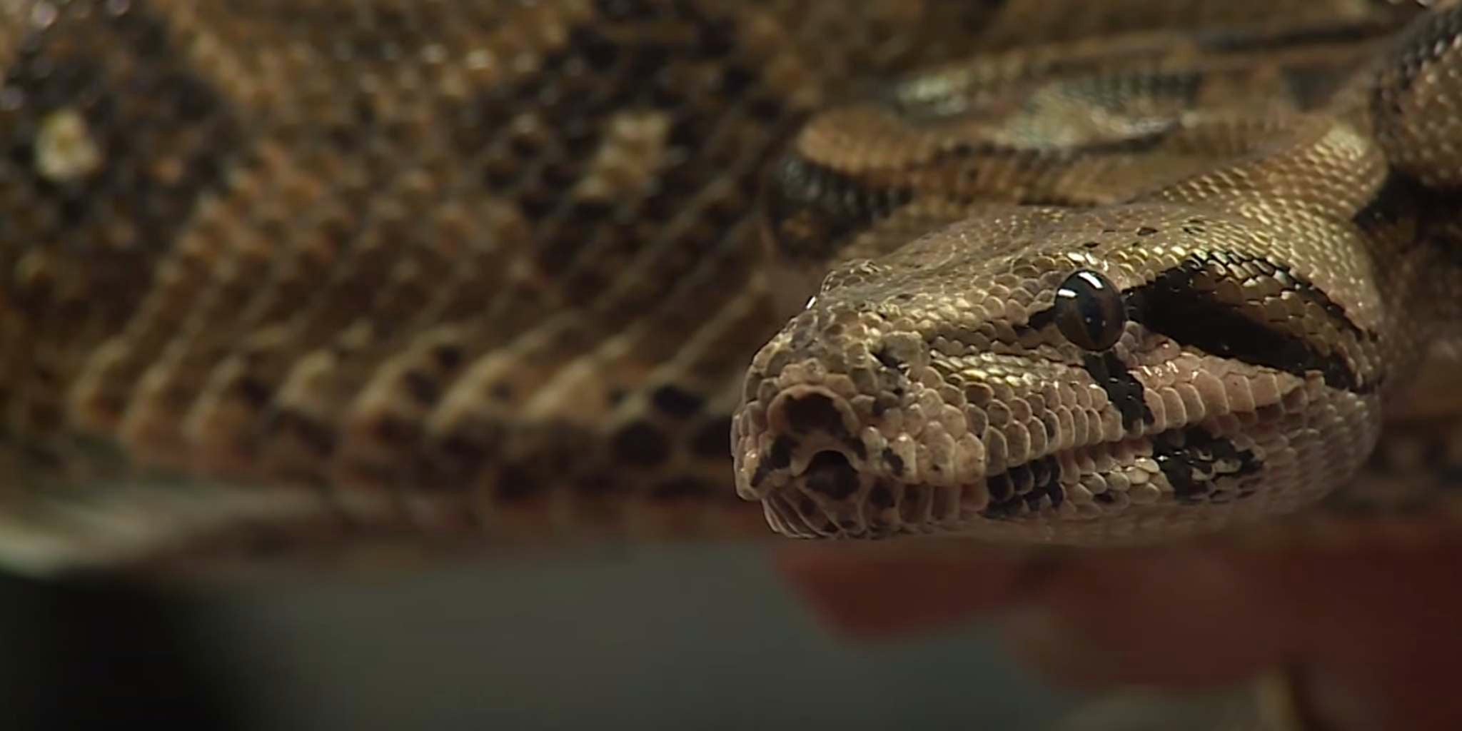 Science finally proves how a boa constrictor really kills its prey