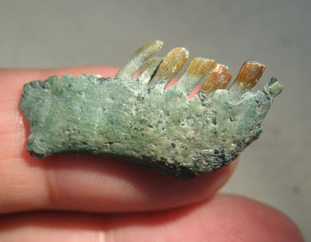 Right jaw and teeth of Chilesaurus in side view