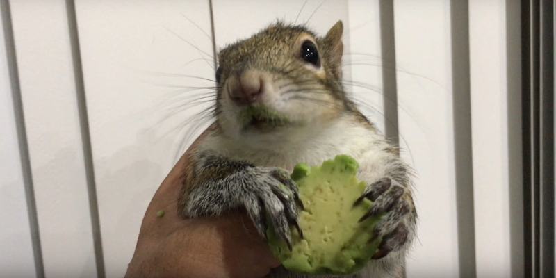 Seymour the squirrel with avocado