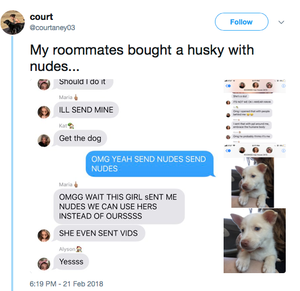 My roommates bought a husky with nudes...