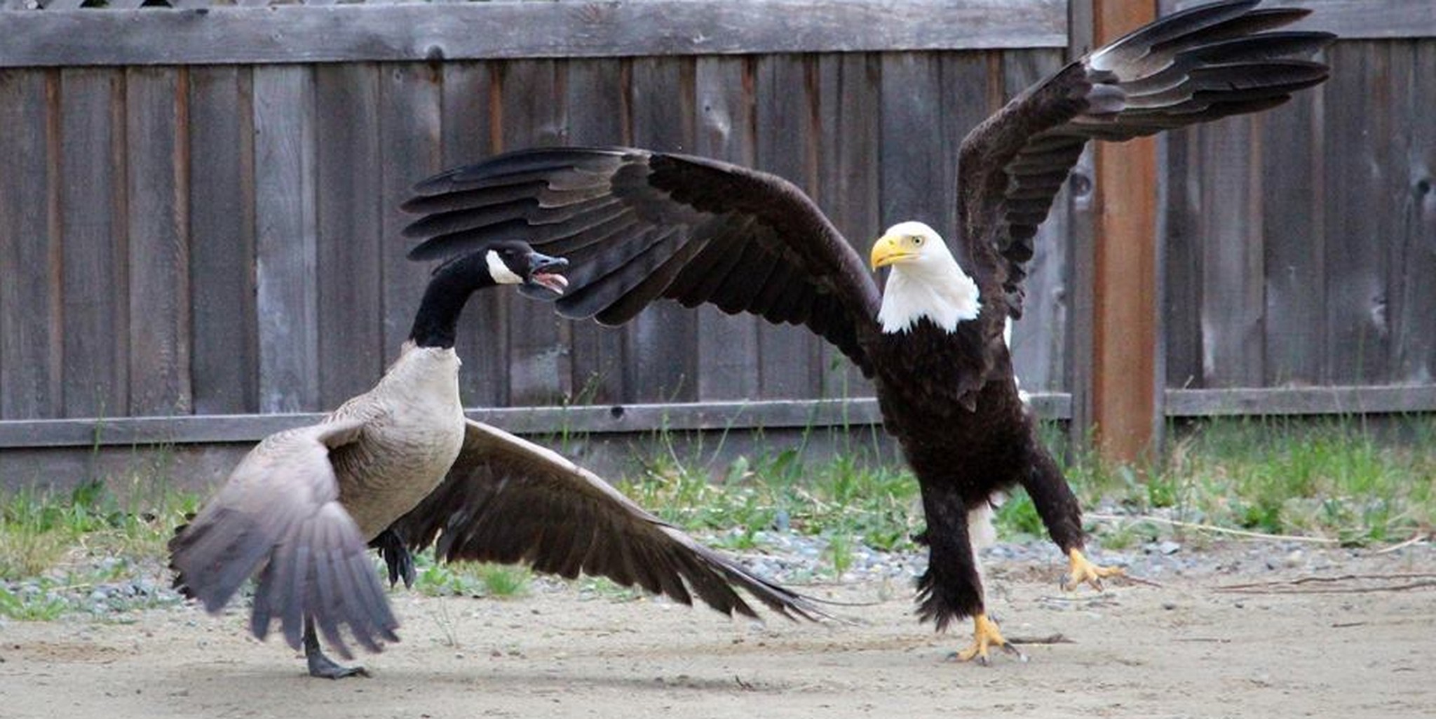 Canada goose vs 2025 bald eagle meme