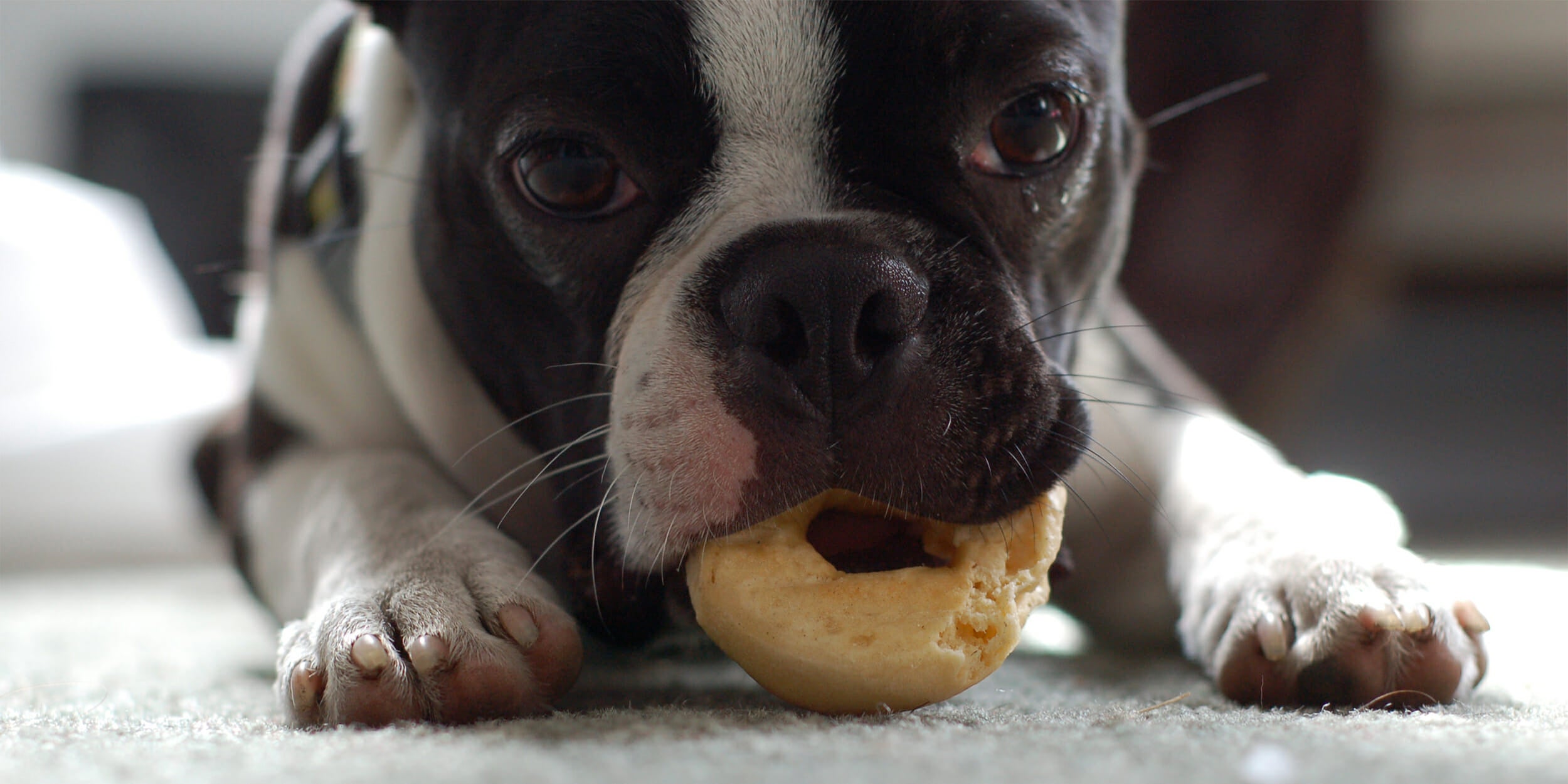 Dogs Waiting For Bagels Is Your New Favorite Instagram Account