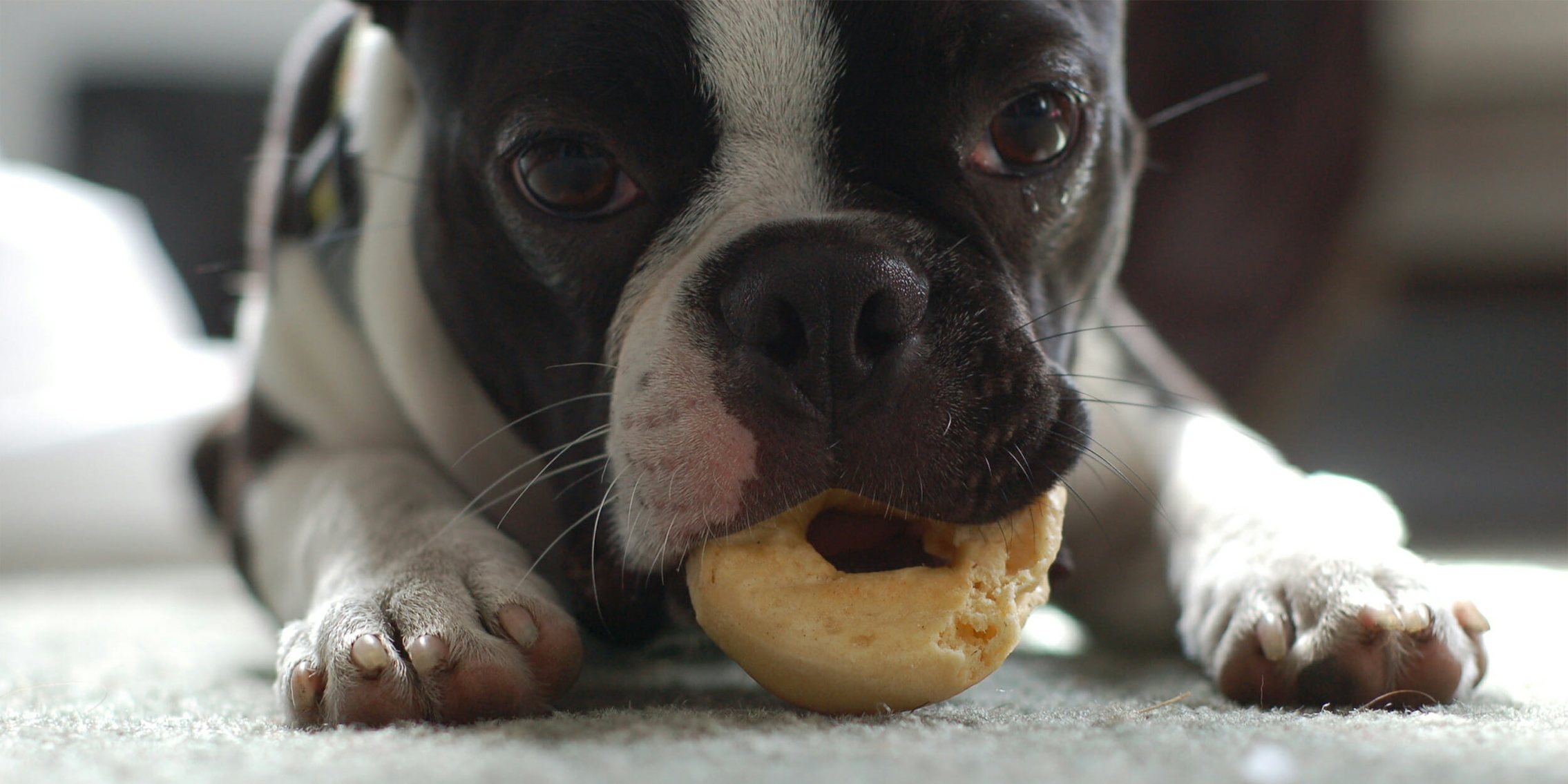 Dog eating bagel