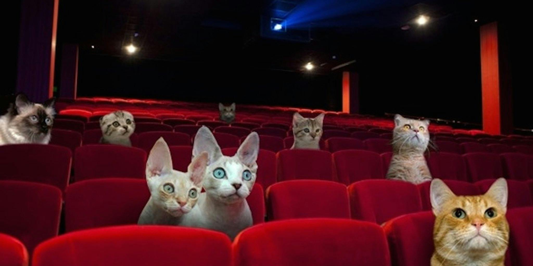 Кресла в театре кошек куклачева. Театр кот. Коты в театре. Кот на сцене. Котики в кинотеатре.