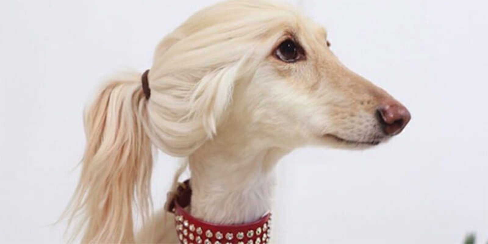 People think this beautiful dog looks like a blonde 'YouTube influencer.'