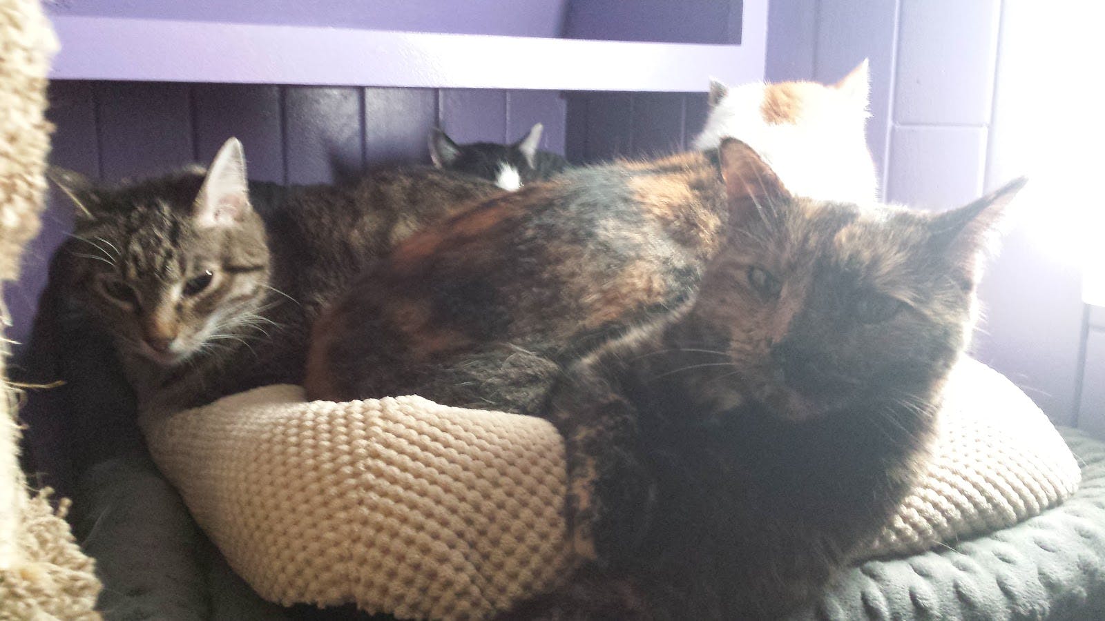 Kitty pile with my beloved Sookie at the helm
