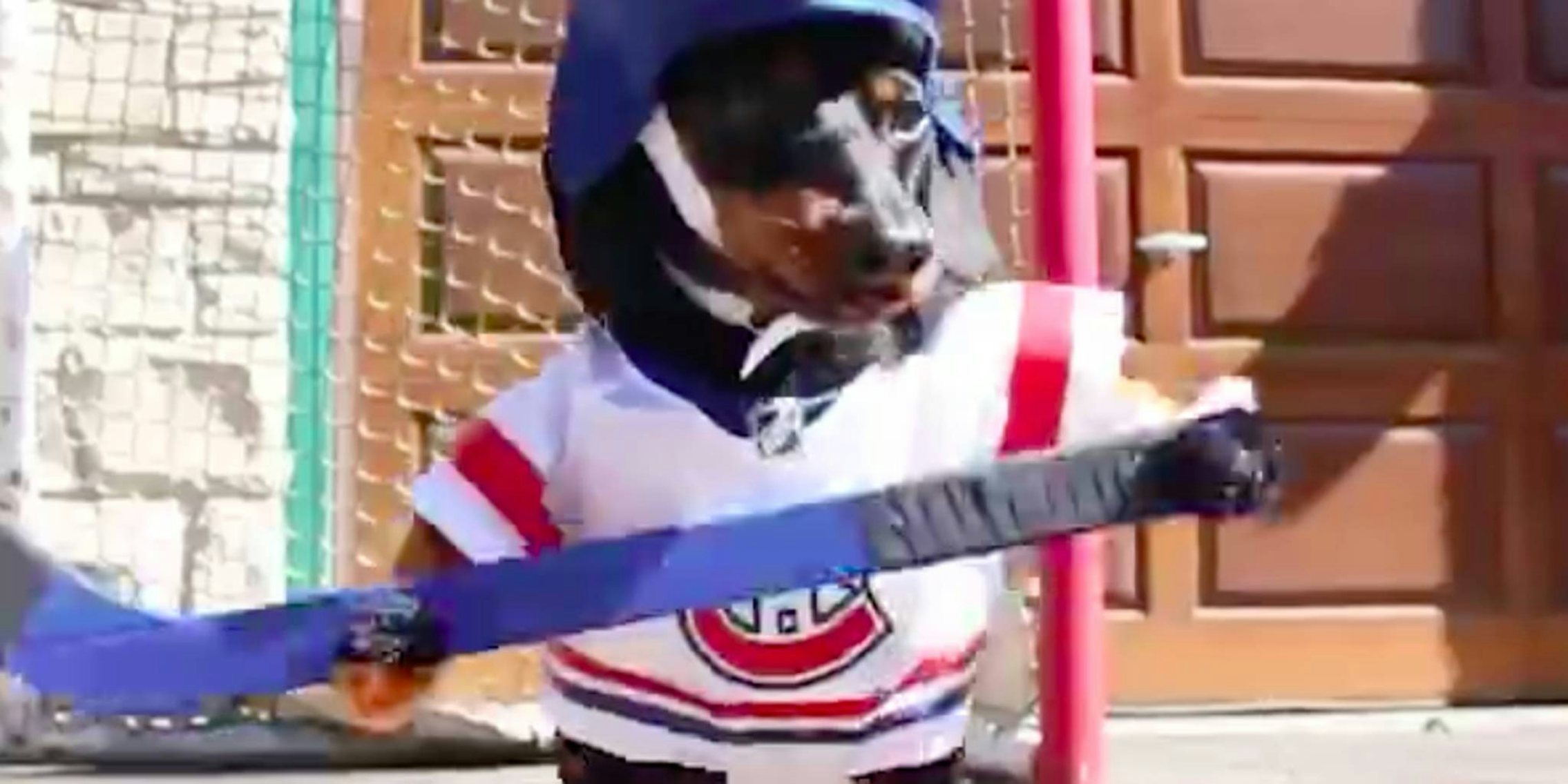 Hockey Dog Costume 