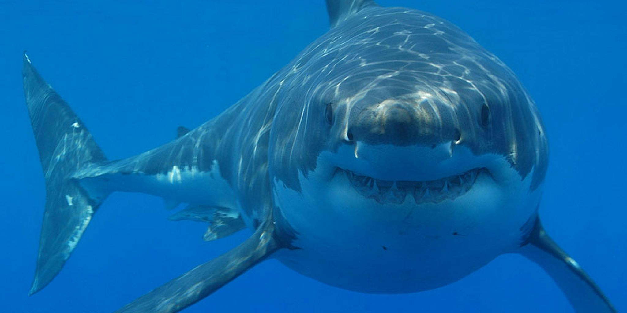 Окула. Большая белая акула (Carcharodon carcharias). Акула мако. Большая белая акула (great White Shark). Акулья морда.